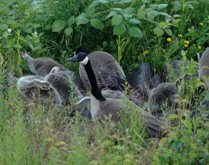 Canada Geese browsing