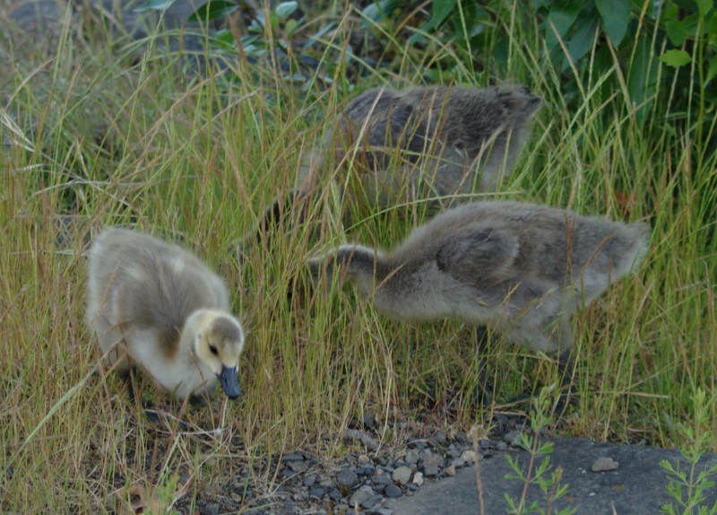 Canada Goose goslings