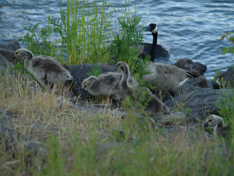 Canada Goose family