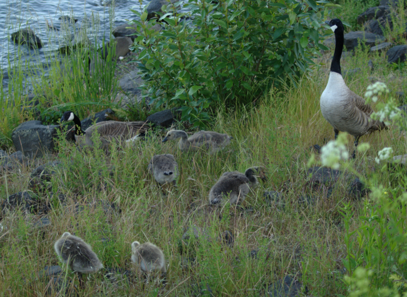 Canada Goose browsing