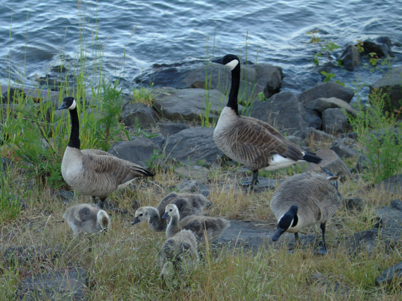 Canada Goose family