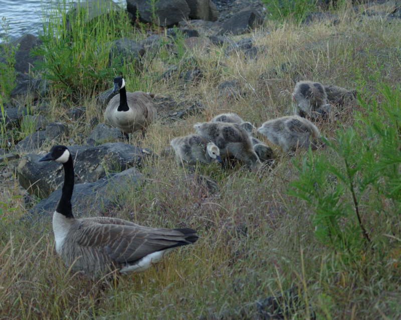 Canada Goose gosling