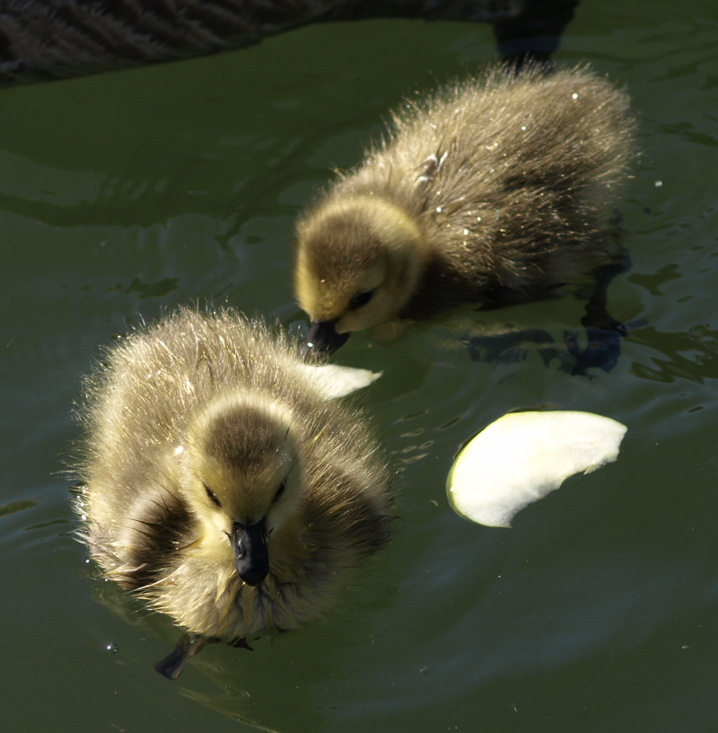 2 Canada Goose goslings