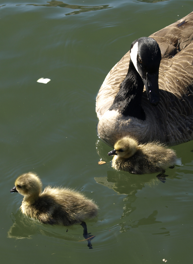 2 Canada Goose goslings