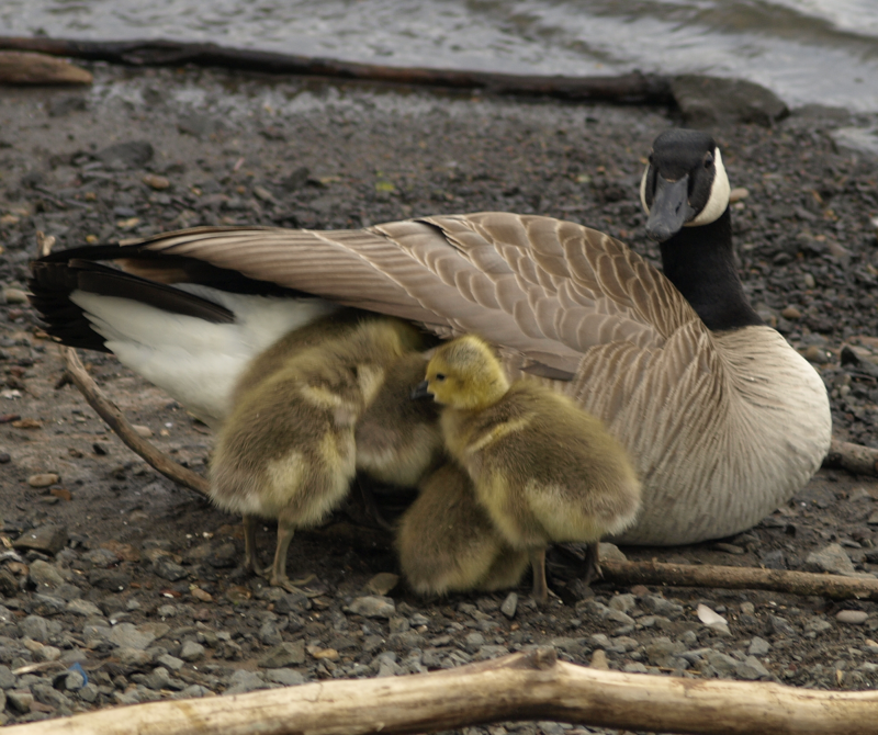 Canada Goose goslings