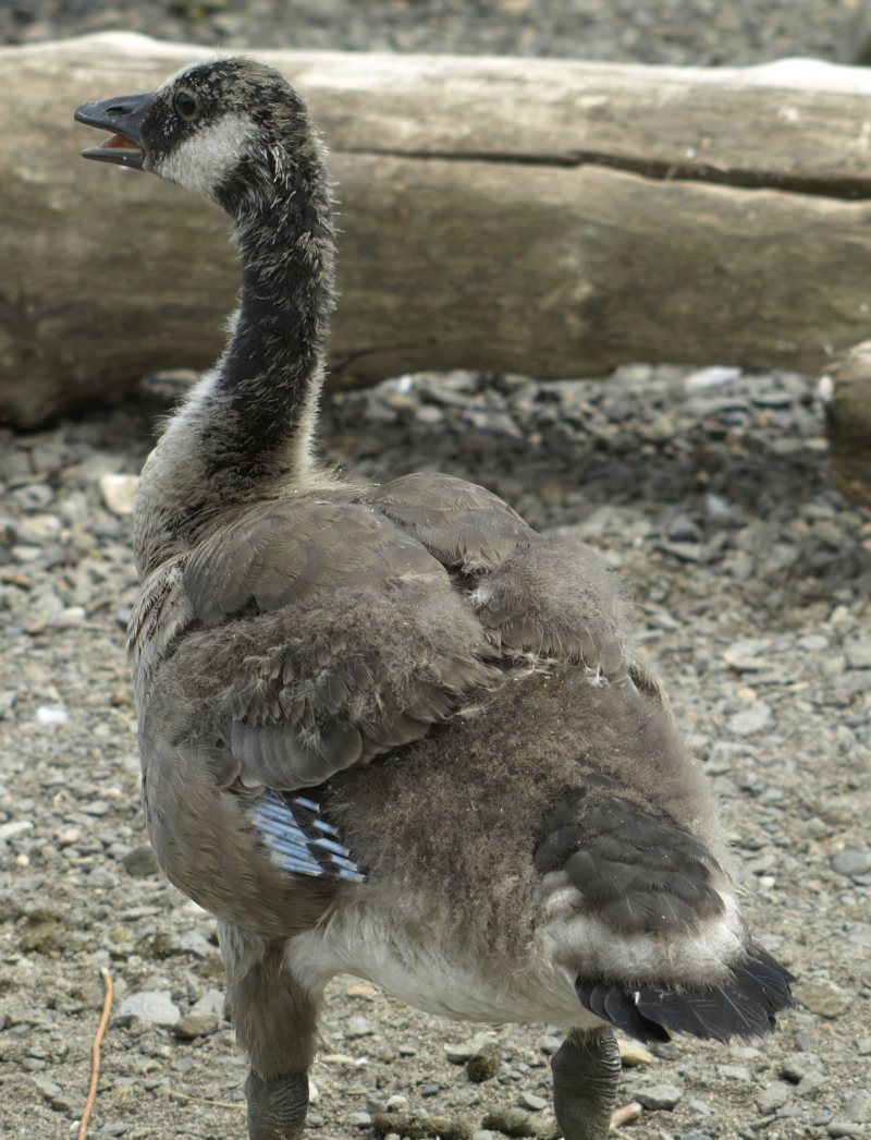 Canada Goose gosling with blue tubes