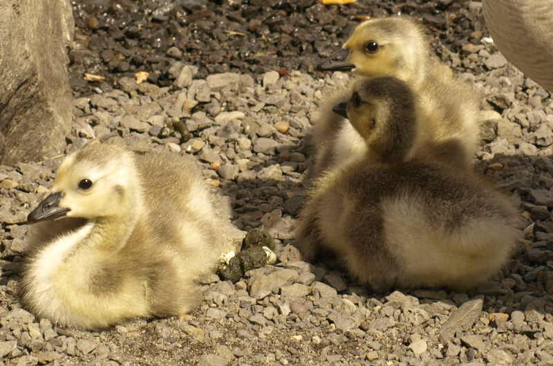 Canada Goose goslings