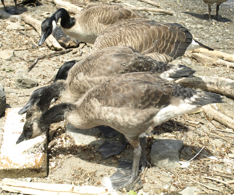 Canada Goose family eating oatmeal