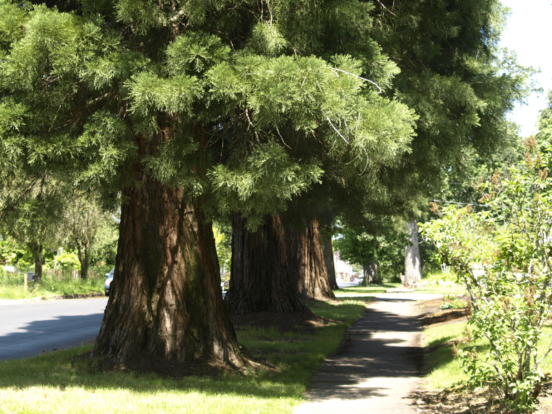 tree-lined sidewalk