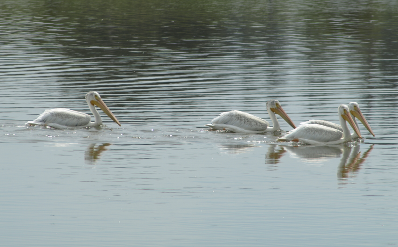 Four Pelicans