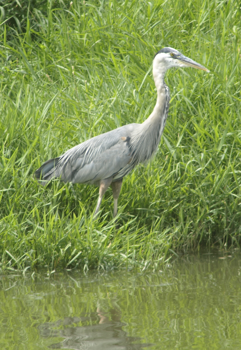 Great Blue Heron