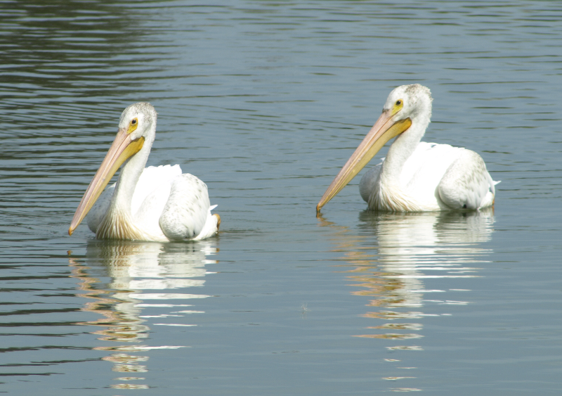 Two Pelicans
