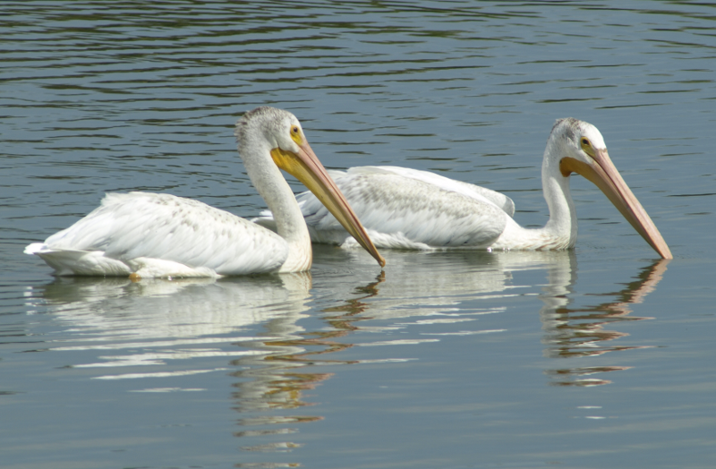 Two Pelicans