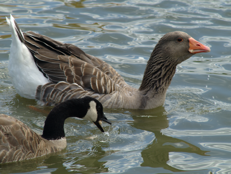 Gus the Greylag Gander + his Canada Goose wife