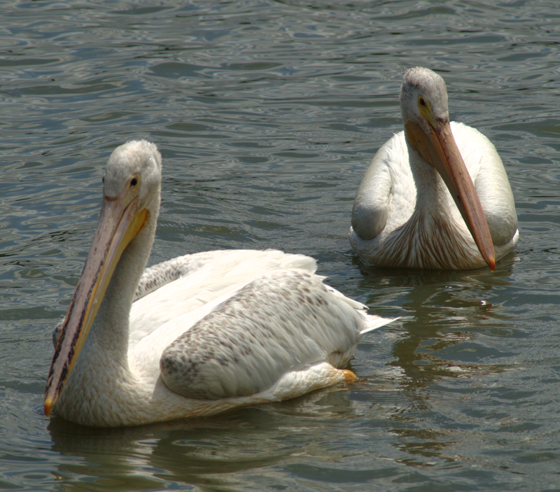 Pelicans