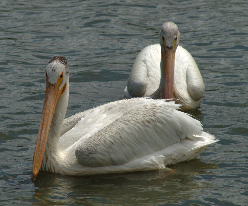 Pelicans
