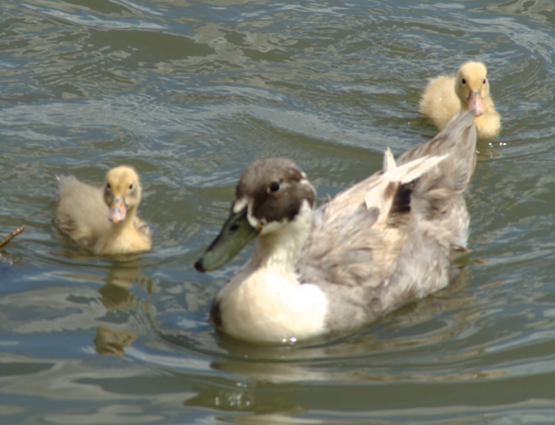 Mama Duck + Ducklings