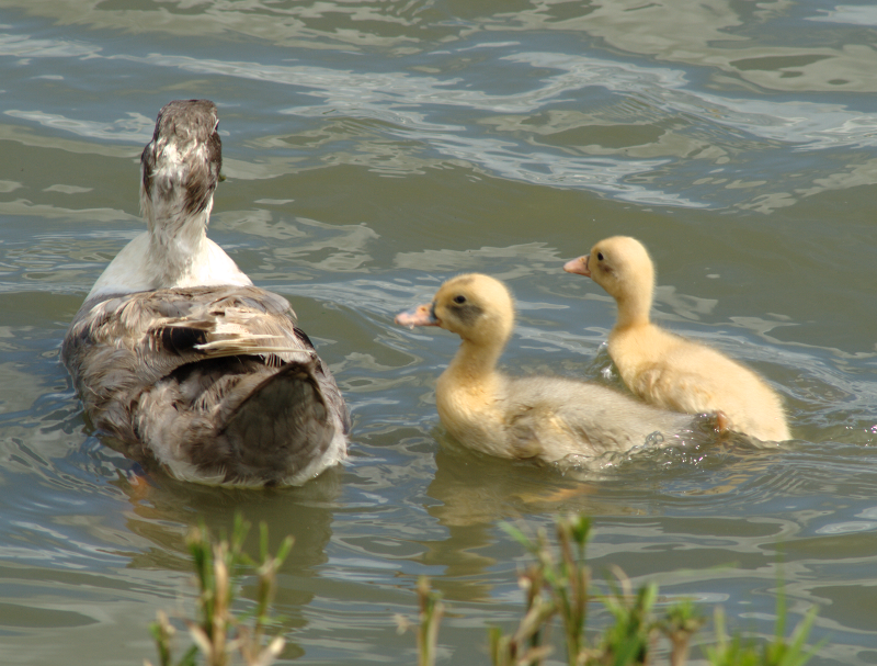 Mama Duck + ducklings