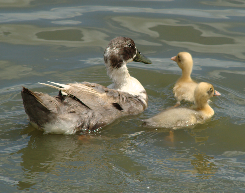 Mama Duck + ducklings