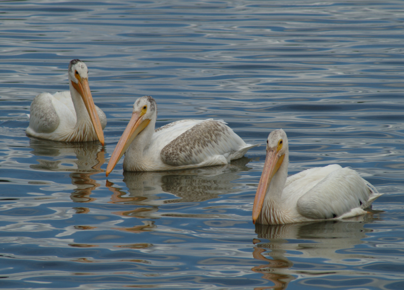 Pelicans
