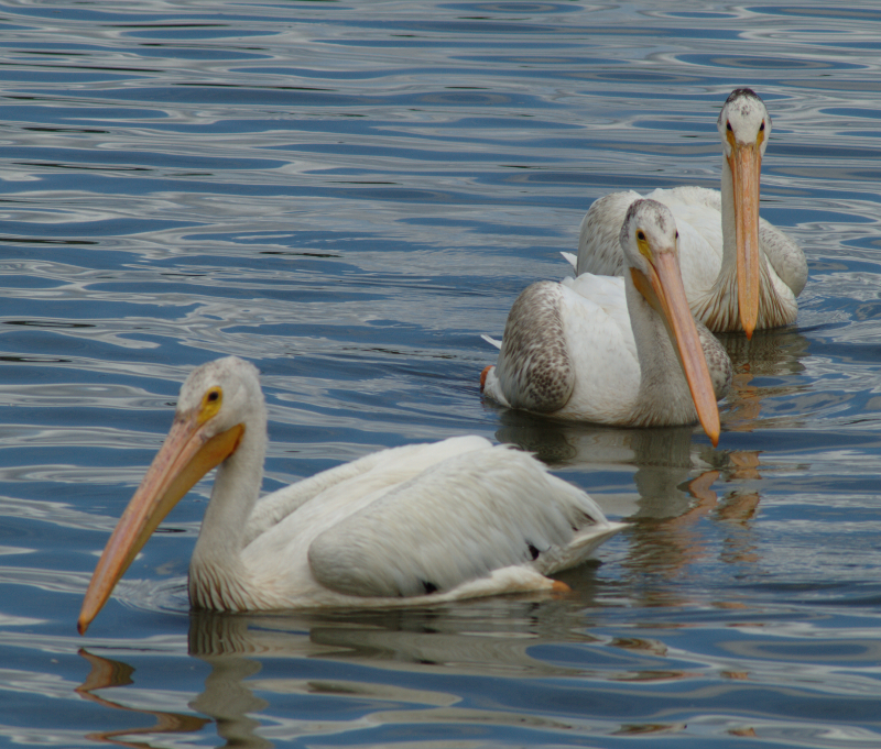 Pelicans