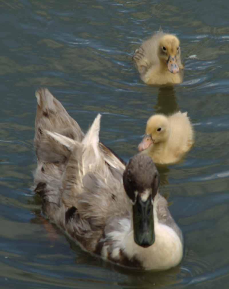 Mama Duck + ducklings