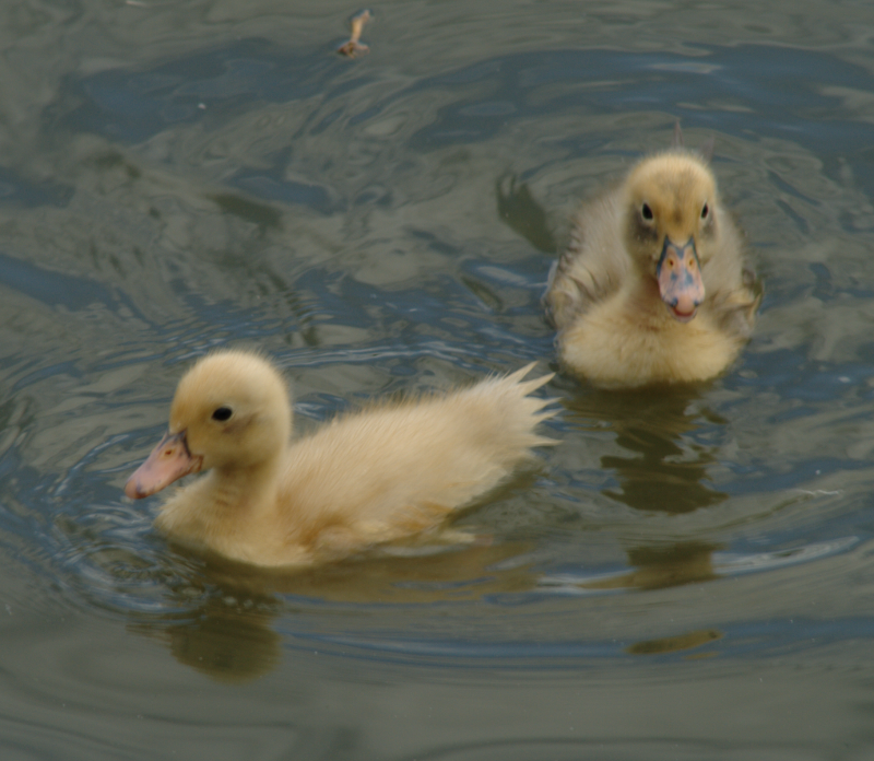 ducklings
