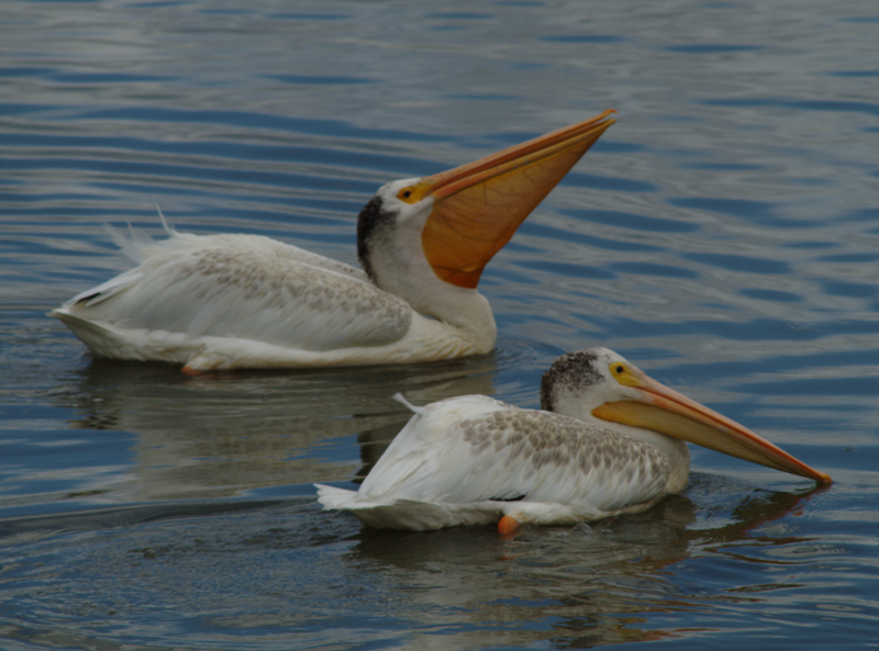 Pelicans