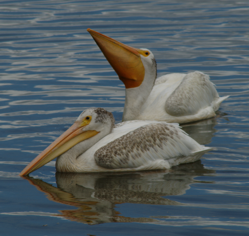 Pelicans