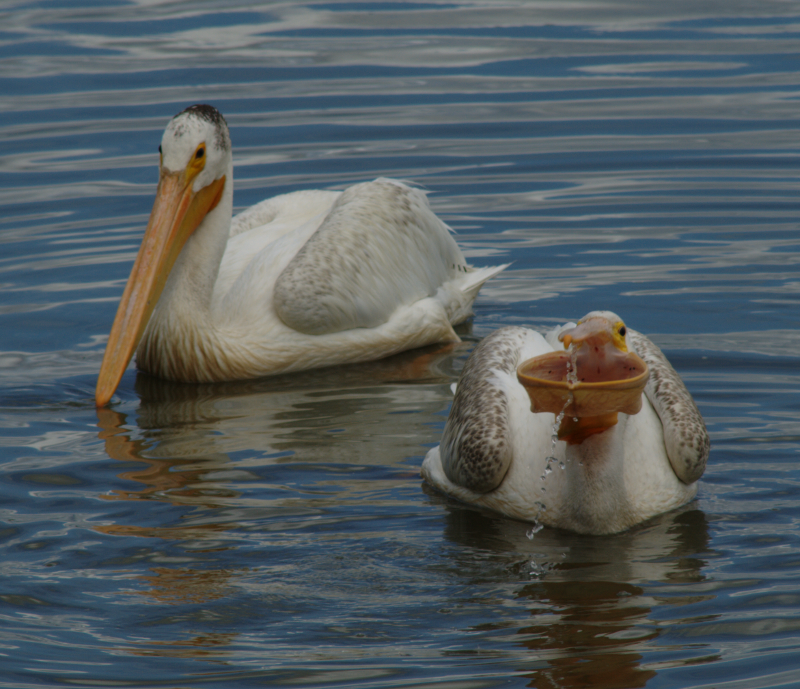 Pelicans fishing