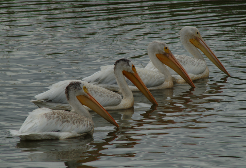Pelicans fishing