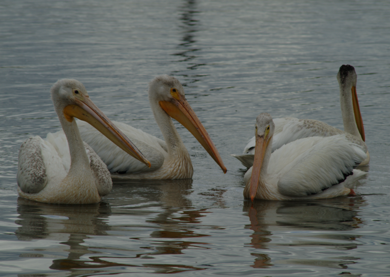 Pelicans fishing