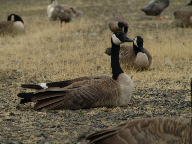 Canada Geese