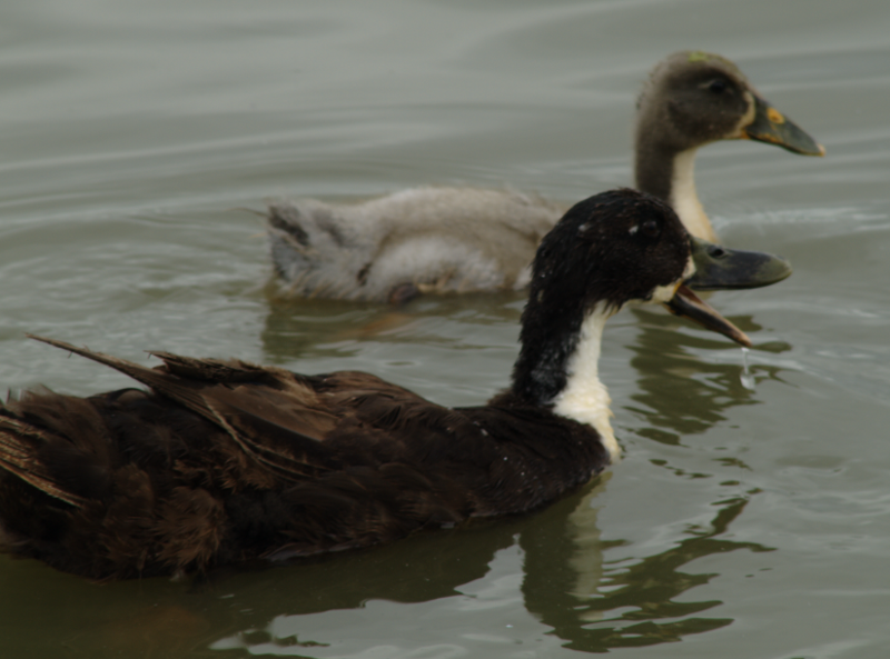 Mama Duck + ducklings