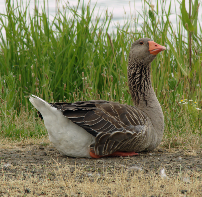 Graylag Goose