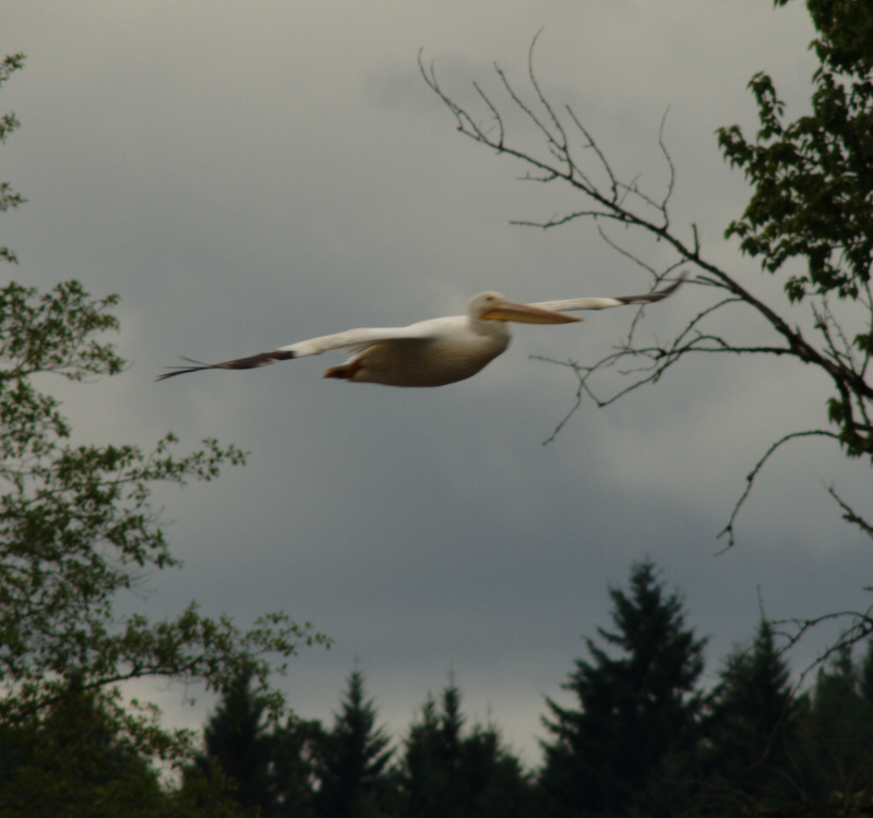 Pelican flying