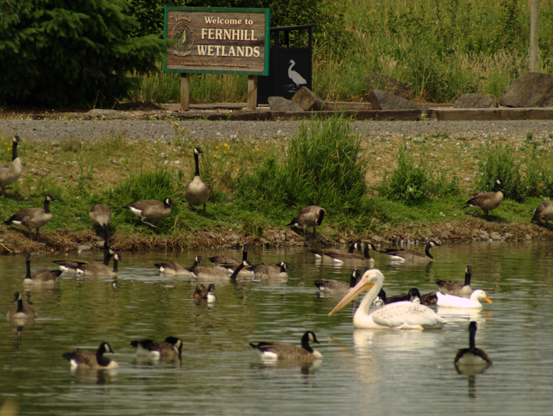 Fernhill Wetlands