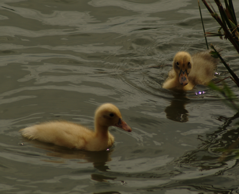 Ducklings