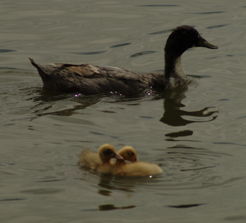 Mama Duck and Ducklings
