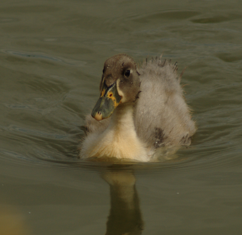 Duckling