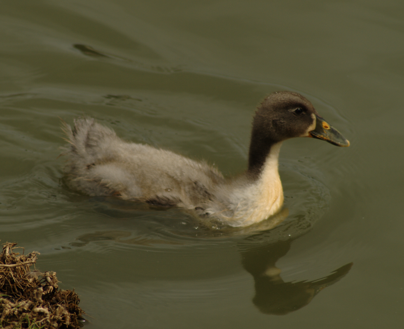 Duckling
