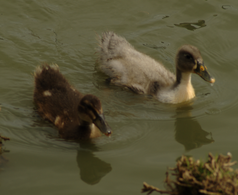 Ducklings