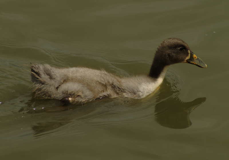 Duckling