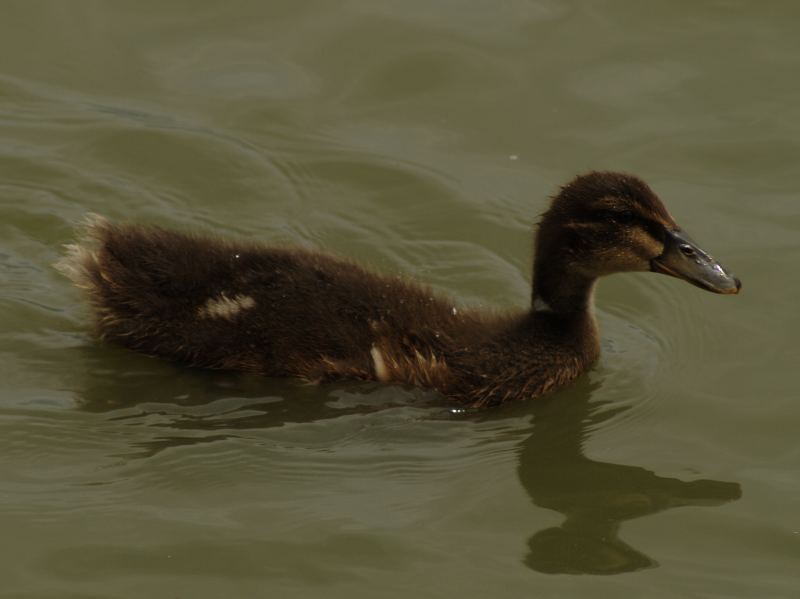 Duckling