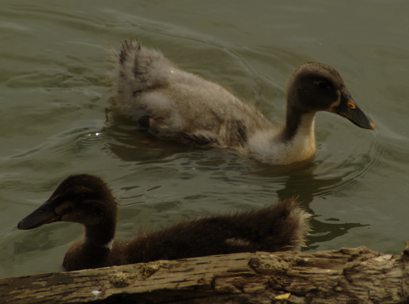 Ducklings