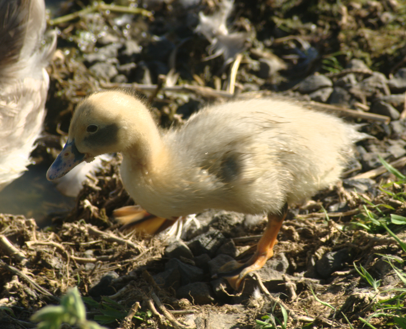 Duckling