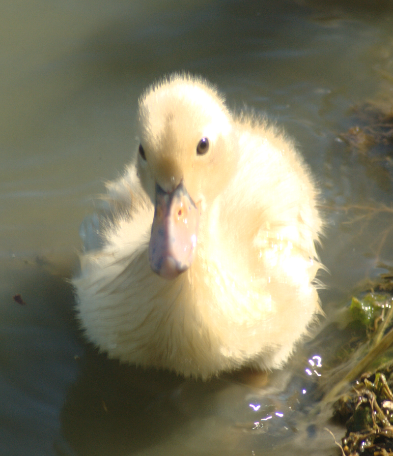 Duckling