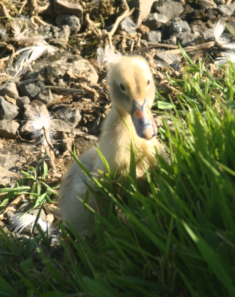 Duckling