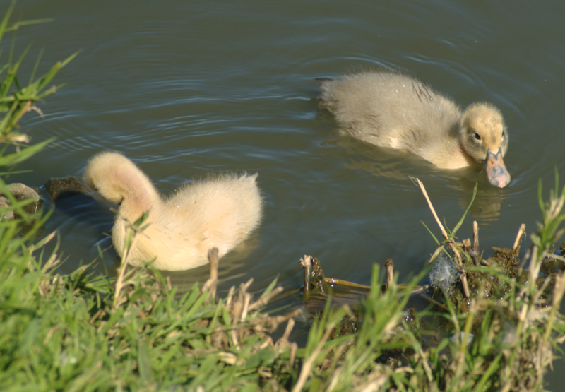 Ducklings