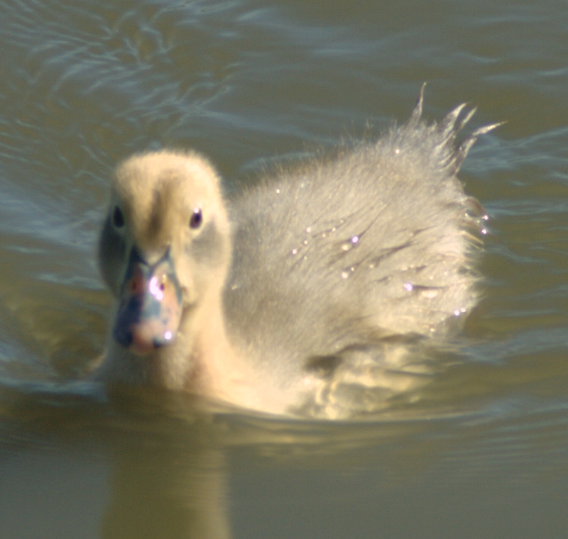 Duckling